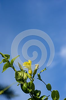 Vertical screen of Tecoma Stans Yellow Flowers