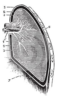 Vertical section of the lung and pleura schematic figure, vint