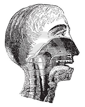 Vertical section of the mouth and pharynx, vintage engraving