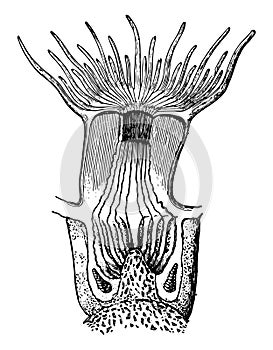 Vertical Section Through a Polyp, vintage illustration