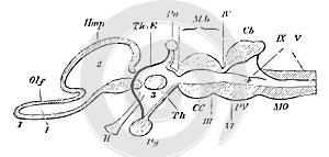 Vertical Section of a Vertebrate Brain vintage illustration photo