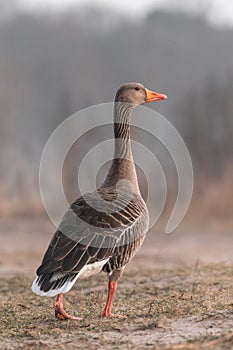 Vertical selective back view of a walking Graylag Goose (Anser anser) on a dry field