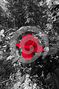 Vertical selective color of a red rose in the garden