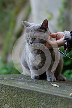Vertical selective focus closeup of a female\'s hand caressing the British Short-haired grey cat