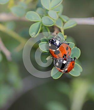 Vertical selective focus closeup of a mating ladybugs on a plant stem