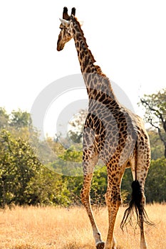 Vertical selective focus of a giraffe walking in a game reserve