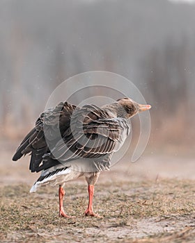 Vertical selective focus of a  Graylag Goose (Anser anser) getting ready for flight