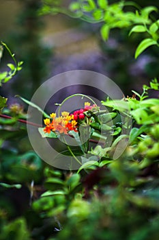 Vertical selective focus of Lantanas plant in the garden