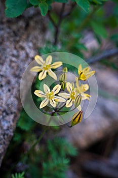 Vertical selective focus of prettyface (Triteleia ixioides) flowers