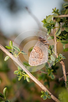 Vertical selective focus shot of anthocharis cardamines butterfly on a plant