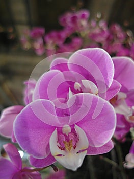 Vertical selective focus shot of beautiful pink orchids