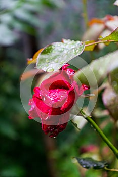 Vertical selective focus shot of a beautiful red rose with dewdrops on the petals