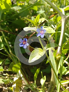 Vertical selective focus shot of blue pimpernel flowers grown in a garden