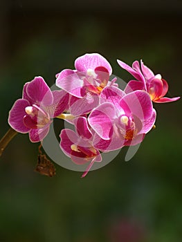 Vertical selective focus shot of a branch of beautiful pink orchids