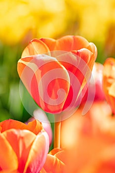 Vertical selective focus shot of a bright orange blooming tulip in a garden