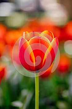 Vertical selective focus shot of a bright orange blooming tulip in a garden