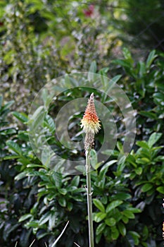 Vertical selective focus shot of broomrape plant