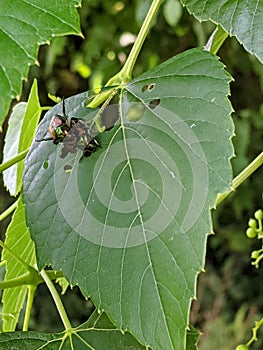 Vertical selective focus shot of a bug on a green leaf