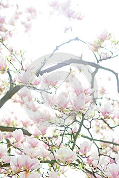 Vertical selective focus shot of cherry blossom flowers growing on the trees