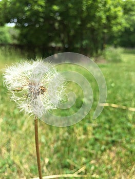 Vertical selective focus shot of a dandelion in the middle of a grass covered field