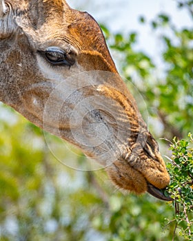 Vertical selective focus shot of a giraffe eating leaves with trees on the background