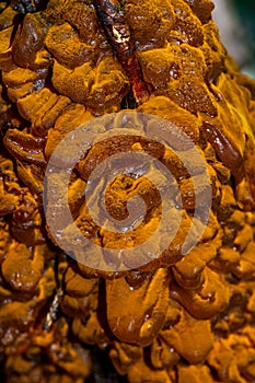 Vertical selective focus shot of growing rust juniper orange gelatinous