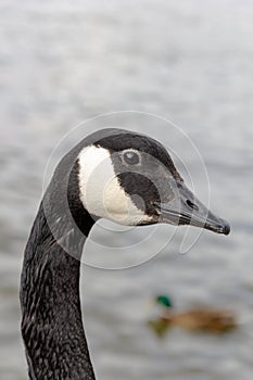Vertical selective focus shot of the head of a black Canada goose
