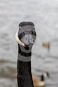 Vertical selective focus shot of the head of a black Canada goose