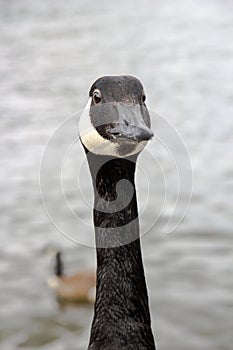 Vertical selective focus shot of the head of a black Canada goose