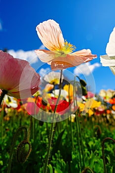 Vertical selective focus shot of iceland poppy in a beautiful garden of colorful flowers