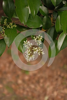 Vertical selective focus shot of jasmine flower buds among the green leaves