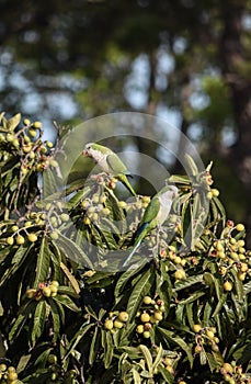 Vertical selective focus shot of Kramer parrots on medlar tree