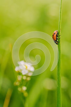 Vertical selective focus shot of a ladybird beetle on a plant in a field captured on a sunny day