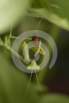 Vertical selective focus shot of a mantids insect and a cute red ladybug