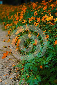 Vertical selective focus shot of orange flowers in the Century Park in Shanghai, China