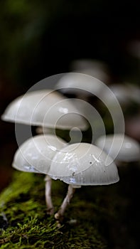 Vertical selective focus shot of porcelain fungus (Oudemansiella mucida) against blurred background