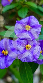 Vertical selective focus shot of purple nightshade flowers