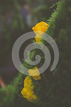 Vertical selective focus shot of shiver mushroom