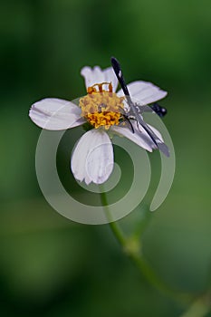Vertical selective focus shot of a thin purple bug on a shepherds needle flower