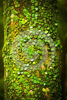 Vertical selective focus shot of a trunk of a tree with small green leaves of moss on it