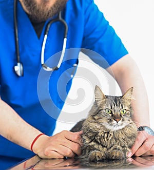 Vertical selective focus shot of a vet checking up cute green-eyed cat
