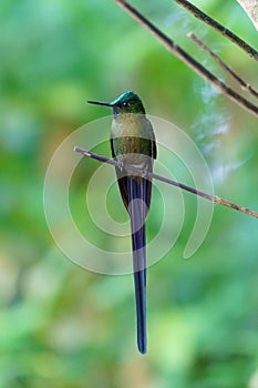 Vertical selective focus shot of a violet-tailed sylph bird perched on a tree branch