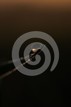 Vertical selective focus shot of a water droplet on a grass blade