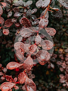 Vertical selective focus shot of wet Barberry Thunberg leaves