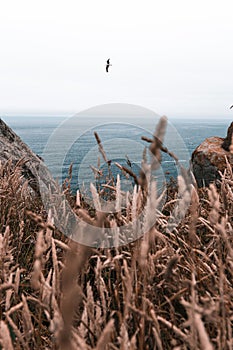 Vertical selective focus shot of wheats on the beach