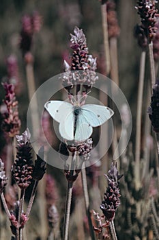 Vertical selective focus shot of a white butterfly on lavender