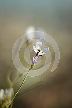 Vertical selective focus shot of white cardamine pratensis