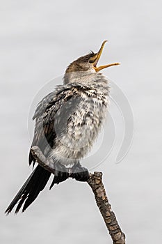 Vertical selective focus of a songbird trill  perched on a tree branch on a blurred background