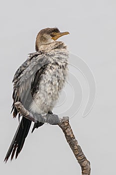 Vertical selective focus of a songbird trill perched on a tree branch on a blurred background photo