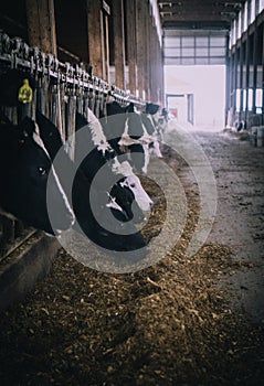 Vertical selective shot of black and white cows in a barn